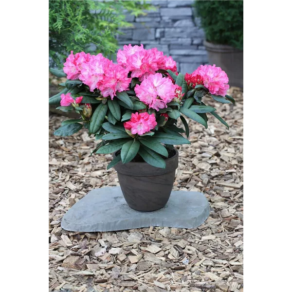 Rhododendron 'Anuschka'