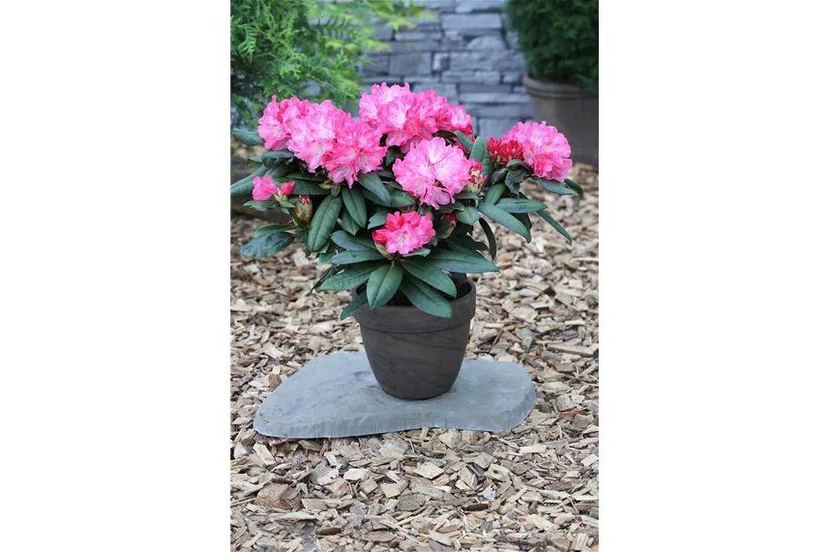 Rhododendron 'Anuschka' Topfgröße 5 Liter, Easydendron ®