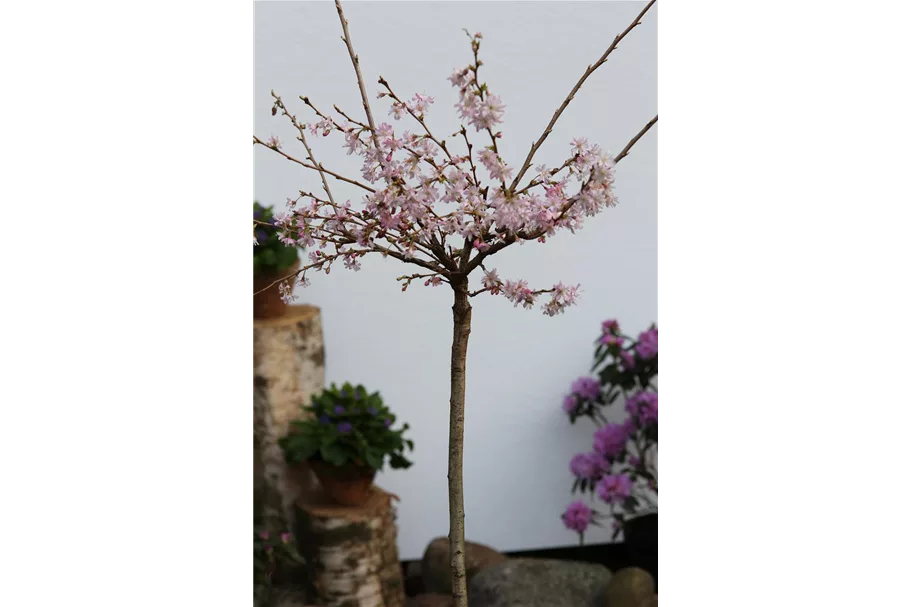 Rosa Winterkirsche 'Autumnalis' Topfgröße 10 Liter / Höhe 80-100cm