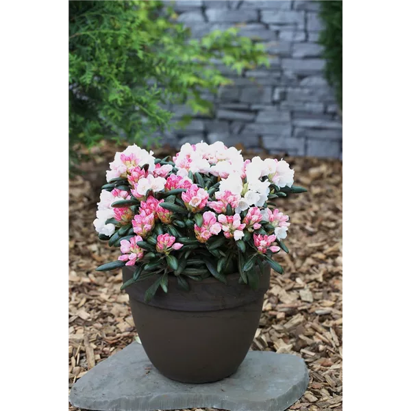 Rhododendron 'Koichiro Wada'