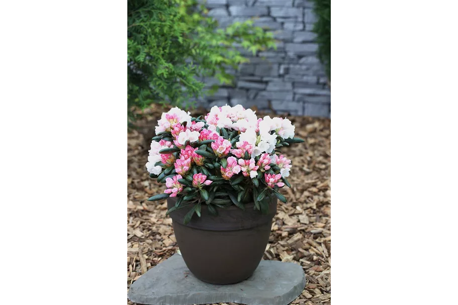 Rhododendron 'Koichiro Wada' Topfgröße 6 Liter / Höhe 25-30cm