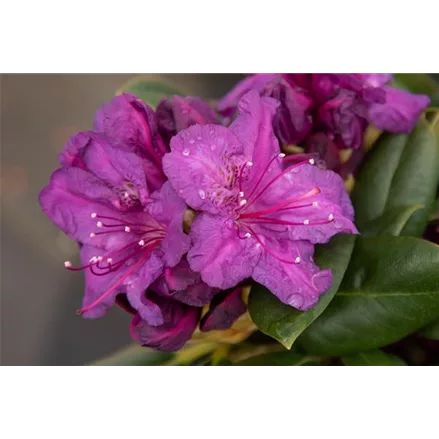 Yaku-Rhododendron 'Bohlken´s Lupinenberg Laguna'®