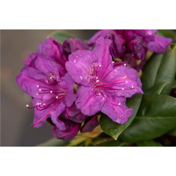 Yaku-Rhododendron 'Bohlken´s Lupinenberg Laguna'®