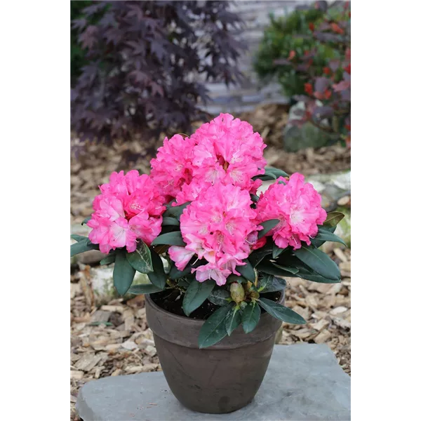 Yaku-Rhododendron 'Polaris'