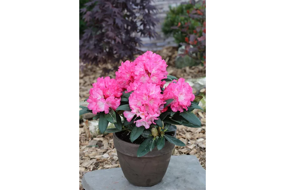 Yaku-Rhododendron 'Polaris' 60-er Stamm, Topfgröße 10 Liter