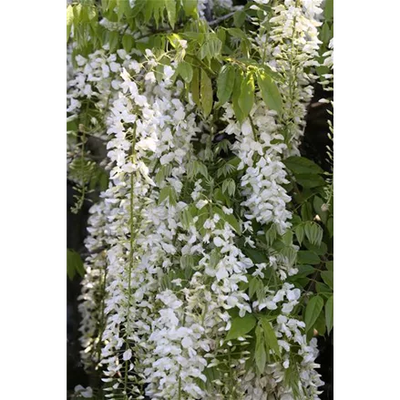 Wisteria floribunda 'Alba'