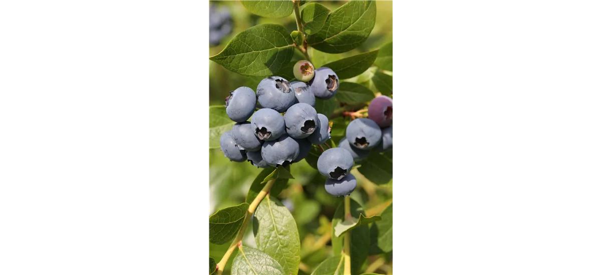 Heidelbeere 'Hortblue Poppins'® Topfgröße 2 Liter / Höhe 25-30cm