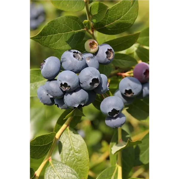 Heidelbeere 'Hortblue Poppins'®