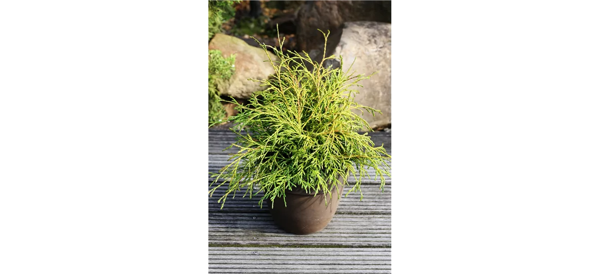 Lebensbaum 'Filiformis' Topfgröße 2 Liter / Höhe 15-20cm