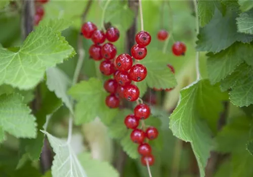 Johannisbeersträucher nach der Ernte schneiden