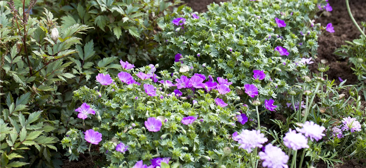 Geranium sanguineum 'Cannon Miles' 9 x 9 cm Topf 0,5 Liter 