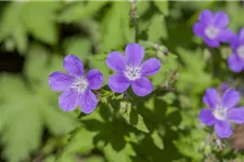 Wald-Storchschnabel 'Mayflower' 9 x 9 cm Topf 0,5 Liter