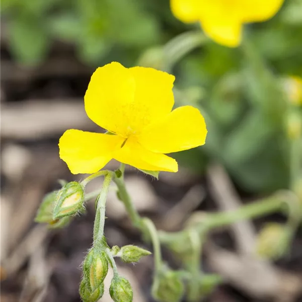 Sonnenröschen 'Golden Queen'