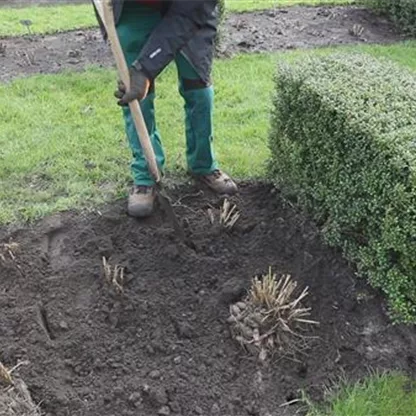 Dahlien - in den Garten pflanzen