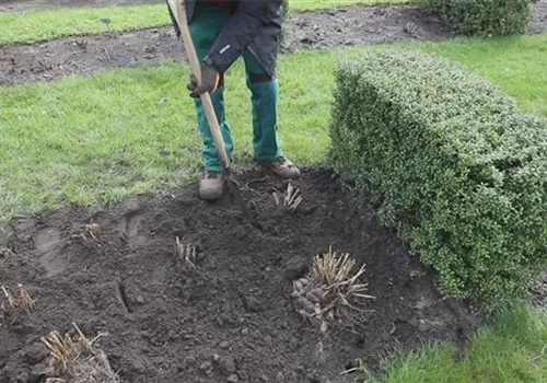 Dahlien - in den Garten pflanzen