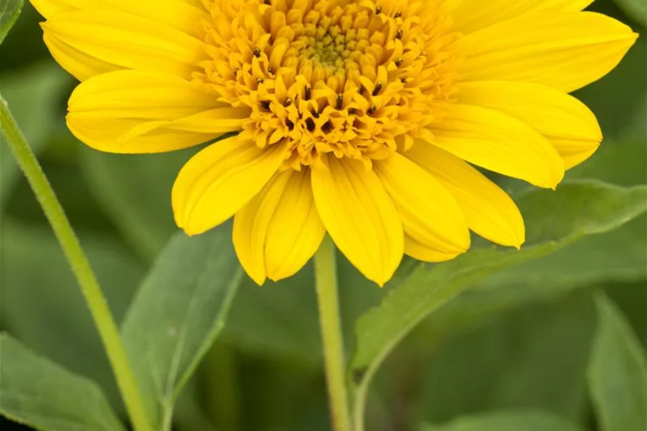 Stauden-Sonnenblume 'Capenoch Star' 1 Liter Topf