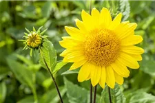 Stauden-Sonnenblume 'Capenoch Star' 1 Liter Topf