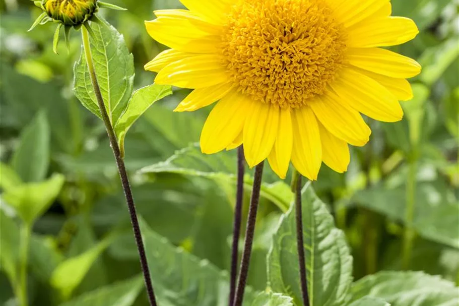 Stauden-Sonnenblume 'Capenoch Star' 1 Liter Topf