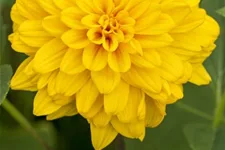 Stauden-Sonnenblume 'Loddon Gold' 1 Liter Topf