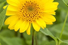 Stauden-Sonnenblume 'Meteor' 1 Liter Topf