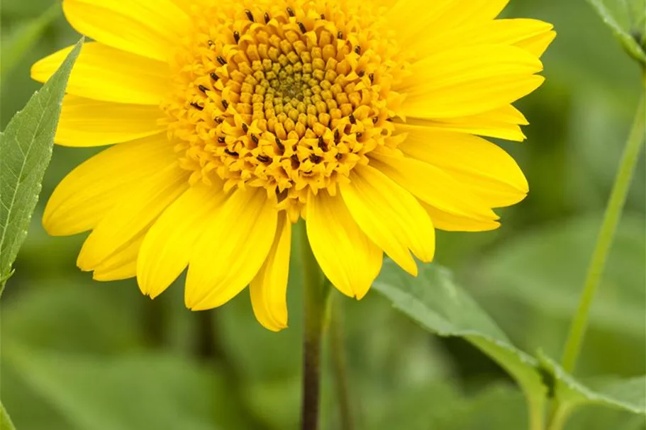 Stauden-Sonnenblume 'Meteor' 1 Liter Topf