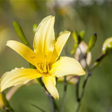 Taglilie 'Golden Scepter'