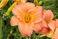 Hemerocallis x cult.'Astic Gold' 1 Liter Topf 