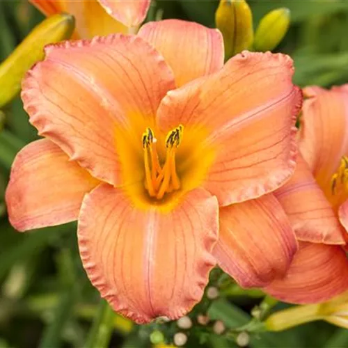 Hemerocallis x cult.'Astic Gold'