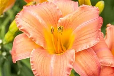 Hemerocallis x cult.'Astic Gold' 1 Liter Topf 