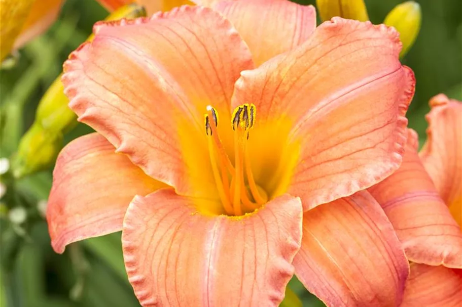 Hemerocallis x cult.'Astic Gold' 1 Liter Topf 