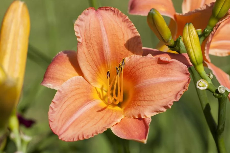 Hemerocallis x cult.'Astic Gold' 1 Liter Topf 