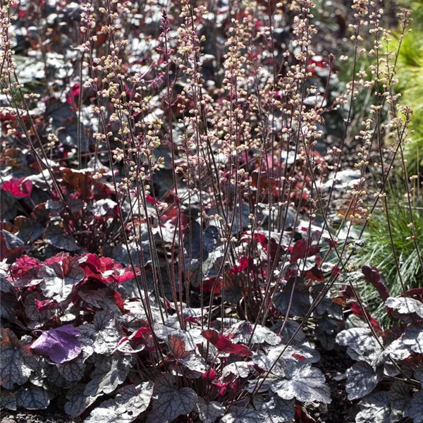 Kleinblütiges Silberglöckchen 'Crimson Curls'