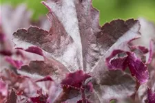 Kleinblütiges Silberglöckchen 'Chocolate Ruffles' 1 Liter Topf