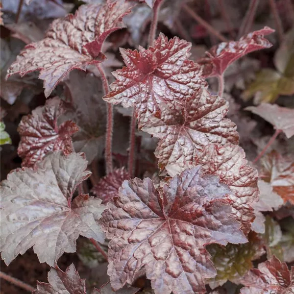 Kleinblütiges Silberglöckchen 'Palace Purple'