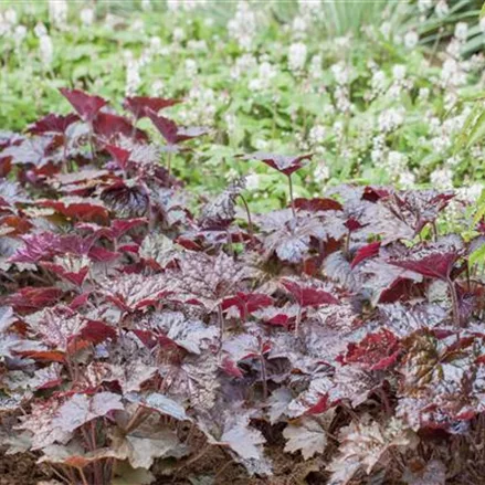 Kleinblütiges Silberglöckchen 'Rachel'