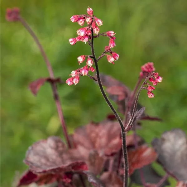 Kleinblütiges Silberglöckchen 'Melting Fire'