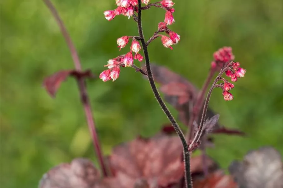 Kleinblütiges Silberglöckchen 'Melting Fire' 1 Liter Topf