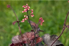 Kleinblütiges Silberglöckchen 'Melting Fire' 1 Liter Topf