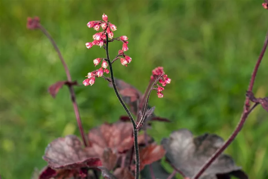 Kleinblütiges Silberglöckchen 'Melting Fire' 1 Liter Topf