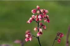 Kleinblütiges Silberglöckchen 'Melting Fire' 1 Liter Topf