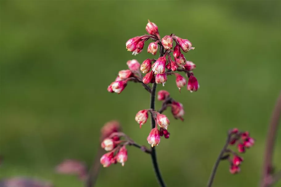 Kleinblütiges Silberglöckchen 'Melting Fire' 1 Liter Topf