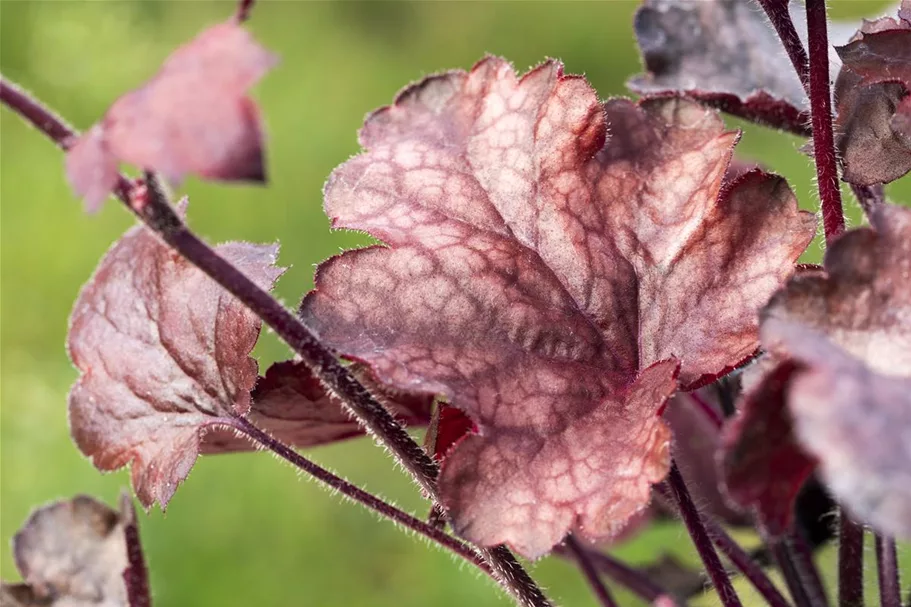 Kleinblütiges Silberglöckchen 'Melting Fire' 1 Liter Topf