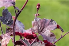 Kleinblütiges Silberglöckchen 'Melting Fire' 1 Liter Topf