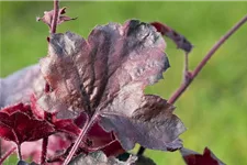 Kleinblütiges Silberglöckchen 'Melting Fire' 1 Liter Topf