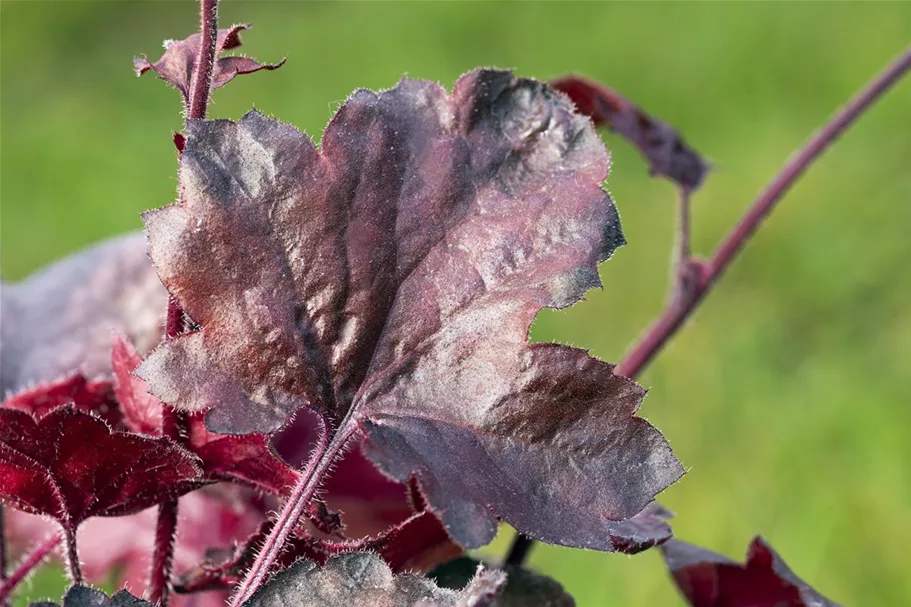 Kleinblütiges Silberglöckchen 'Melting Fire' 1 Liter Topf