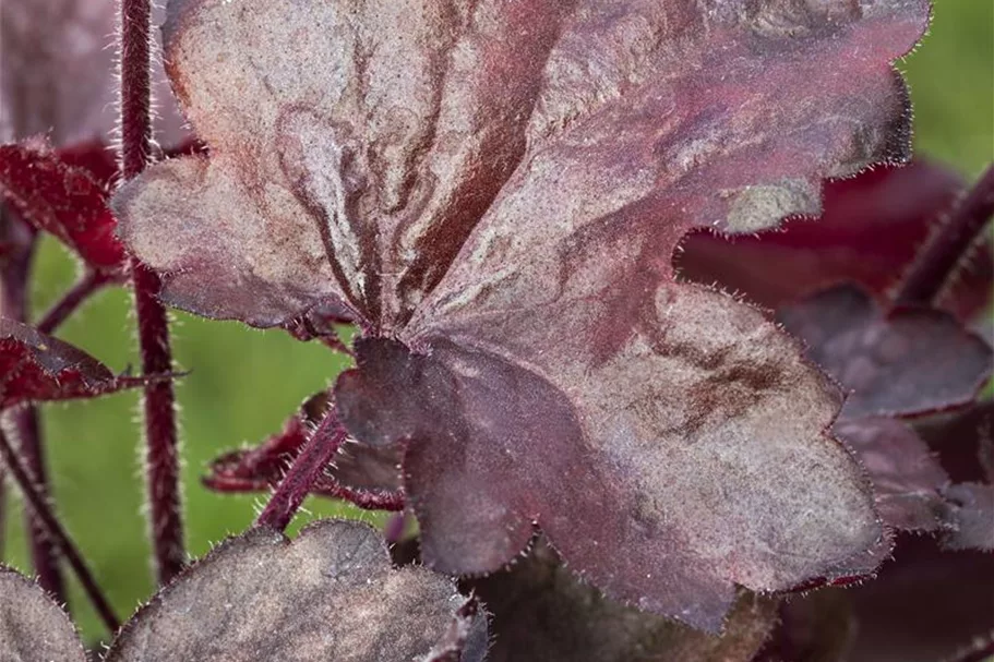 Kleinblütiges Silberglöckchen 'Melting Fire' 1 Liter Topf