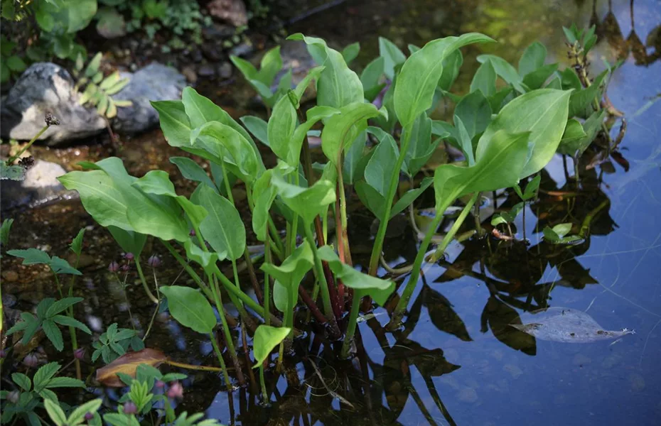 Pflanzzeit & Neubeginn im Garten