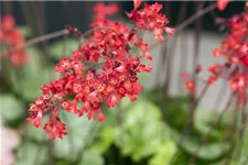 Purpurglöckchen 'Ruby Bells' 9 x 9 cm Topf 0,5 Liter