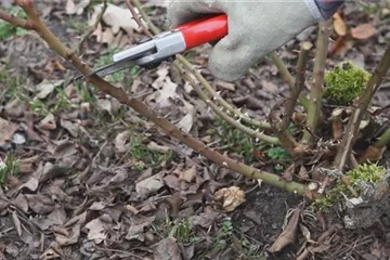 Beetrosen - Kräftig zurückschneiden im Frühling