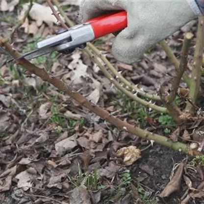 Beetrosen - Kräftig zurückschneiden im Frühling